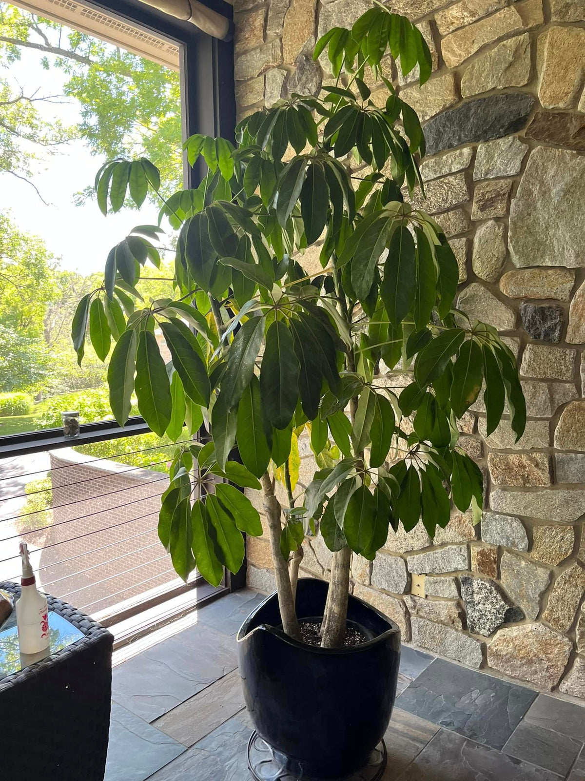 Schefflera Actinophylla 'Amate' (Amate Umbrella Tree)