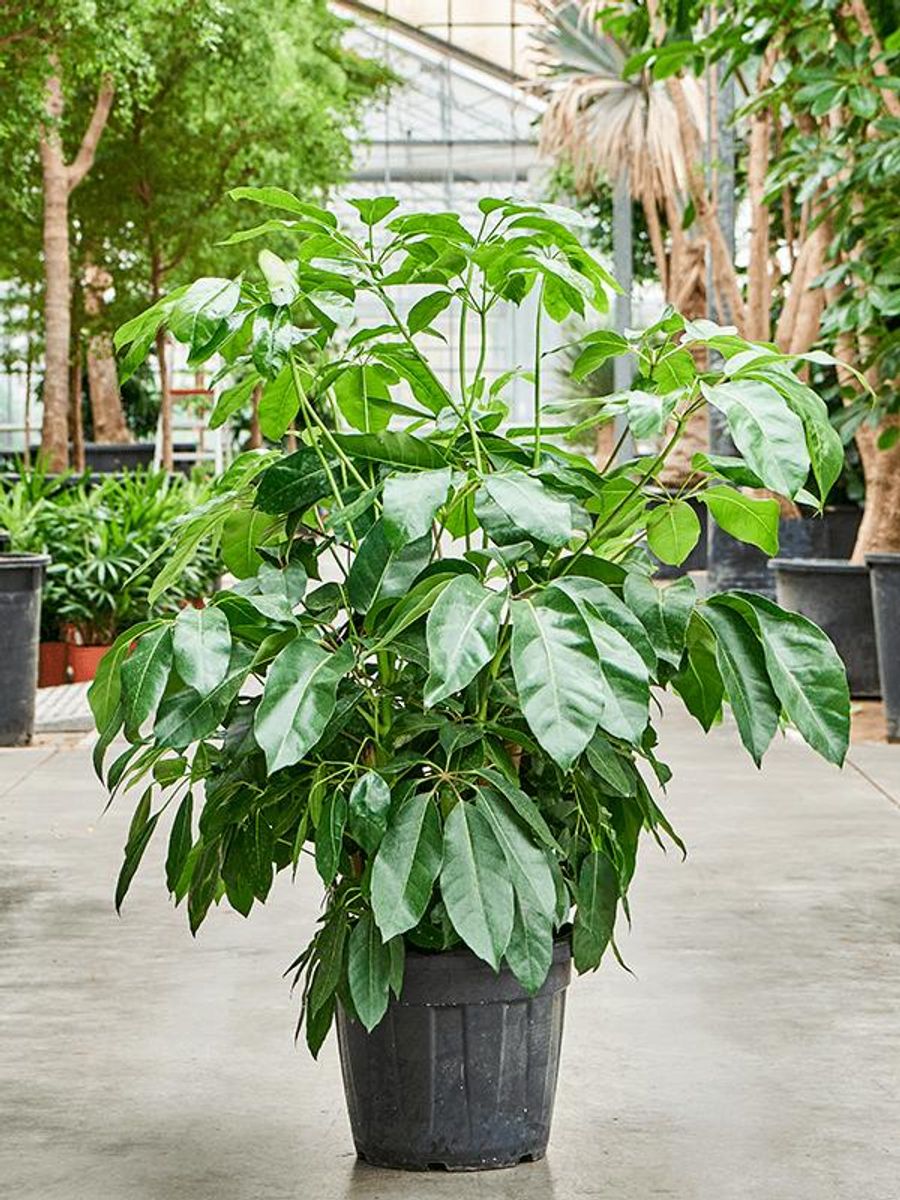 Schefflera Actinophylla 'Amate' (Amate Umbrella Tree)