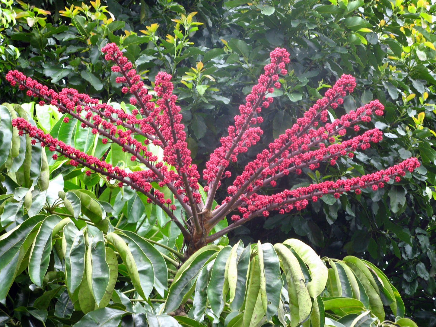 Schefflera Actinophylla (Umbrella Tree)