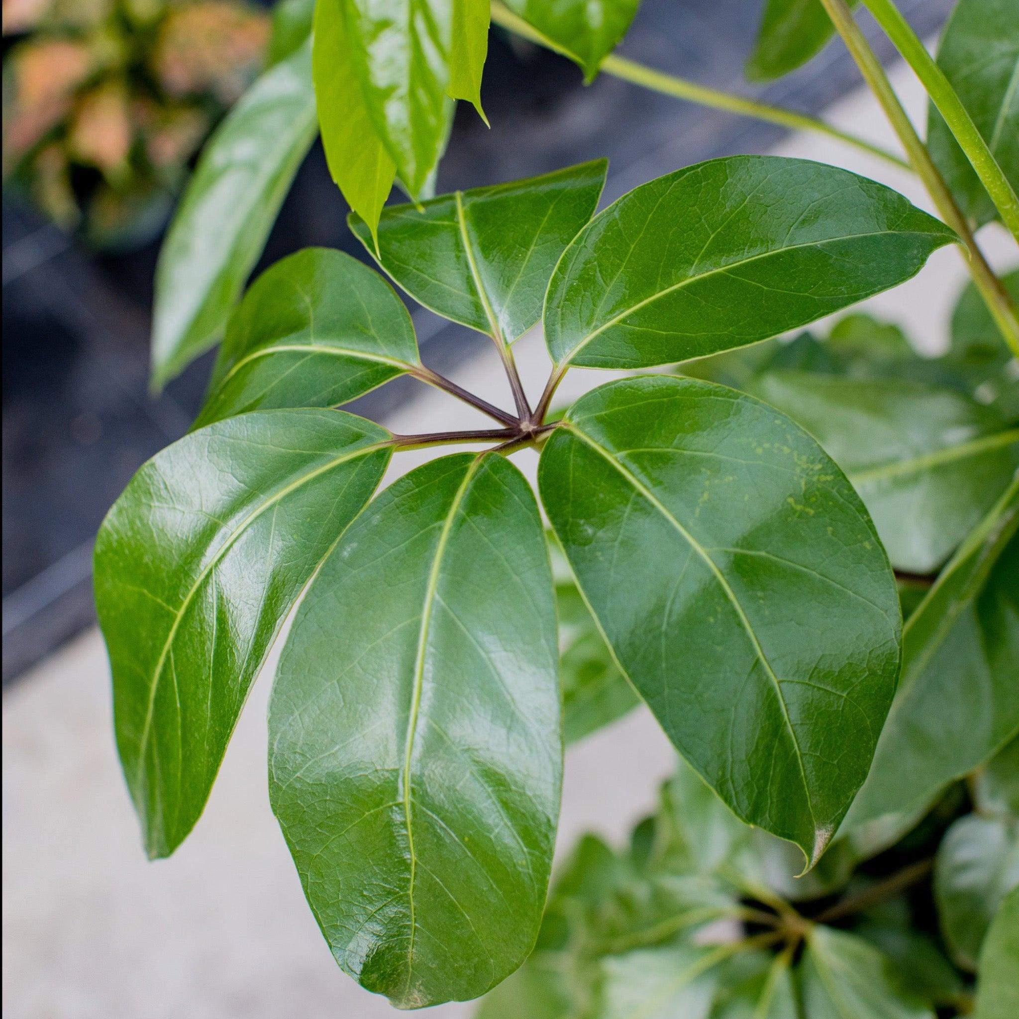 Schefflera Actinophylla (Umbrella Tree)