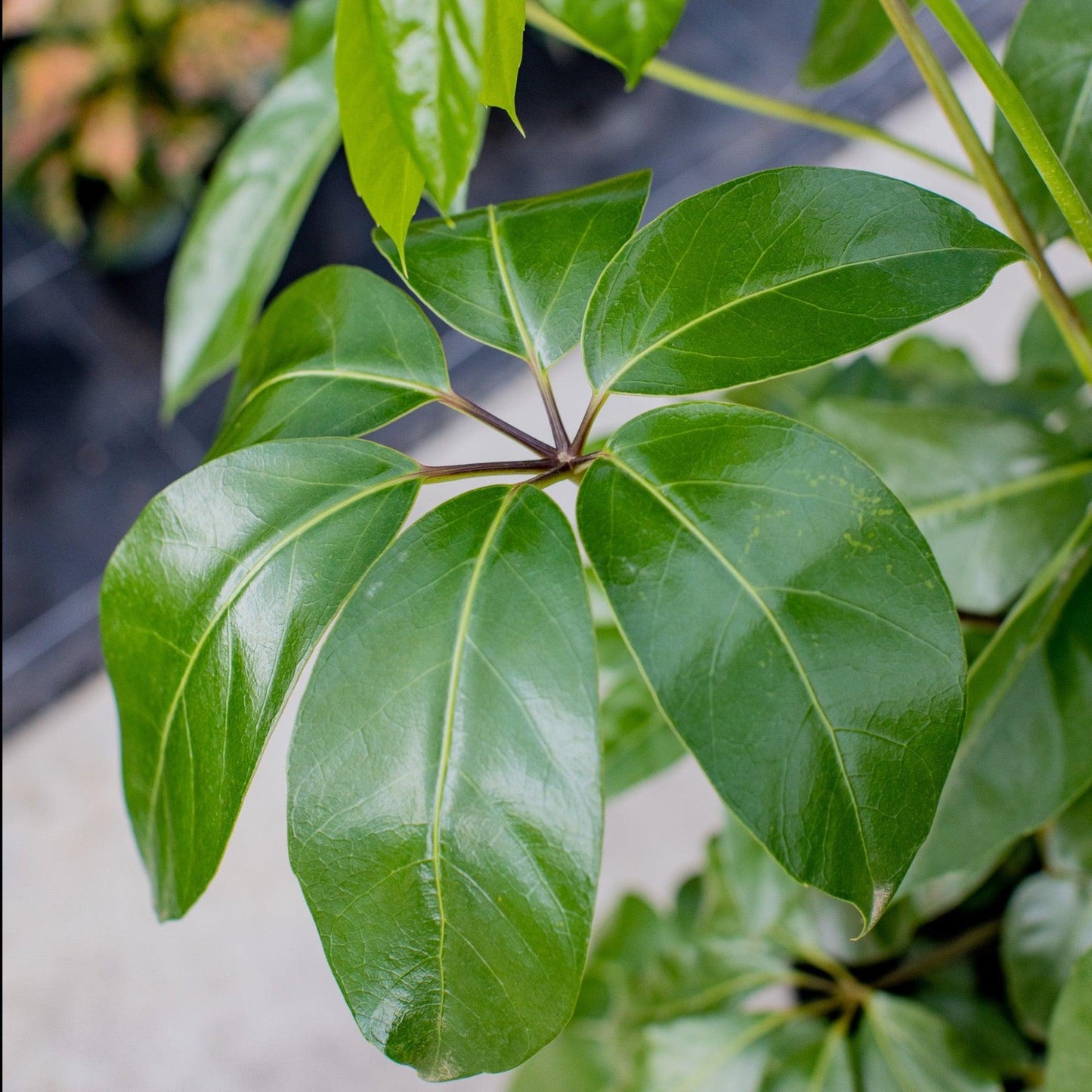 Schefflera Actinophylla (Umbrella Tree)