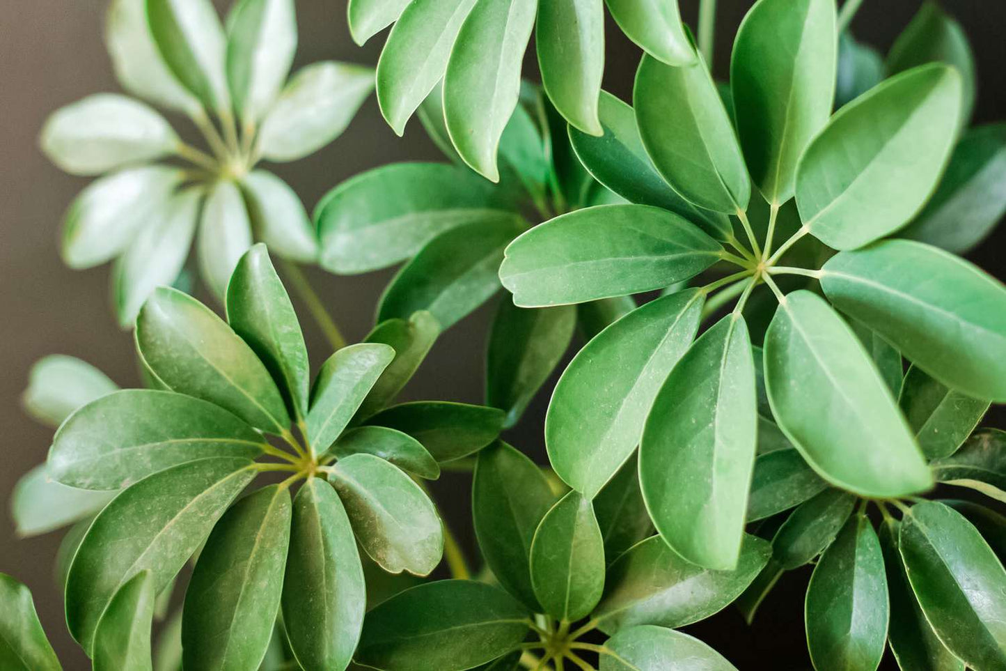 Schefflera Arboricola (Dwarf Umbrella Plant)