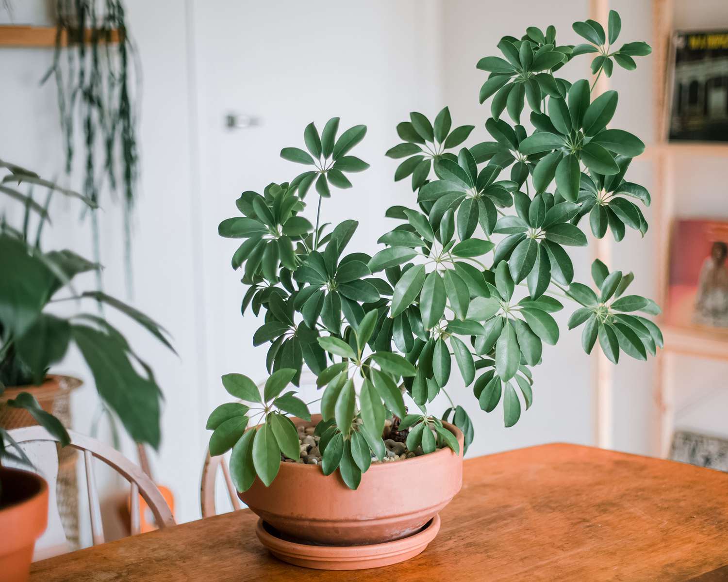Schefflera Arboricola (Dwarf Umbrella Plant)