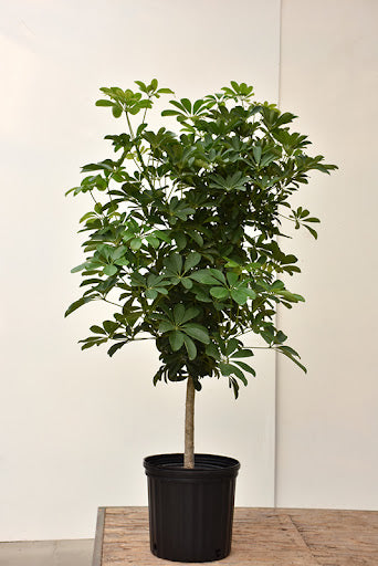 Schefflera Arboricola (Dwarf Umbrella Plant)