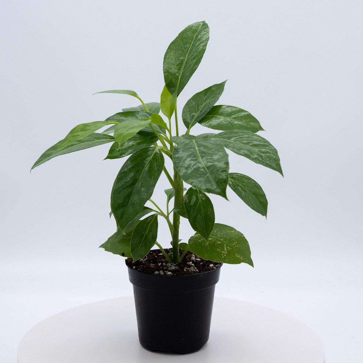 Schefflera ‘Alpine Junior’ (Dwarf Umbrella Tree)