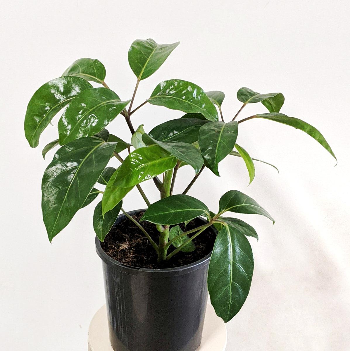 Schefflera ‘Alpine Junior’ (Dwarf Umbrella Tree)