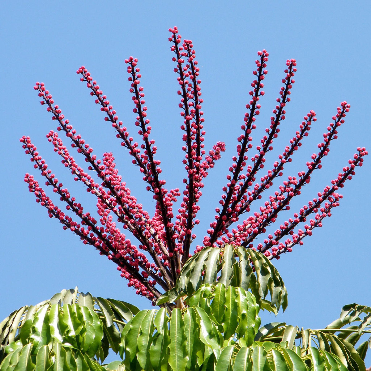 Schefflera ‘Alpine Junior’ (Dwarf Umbrella Tree)
