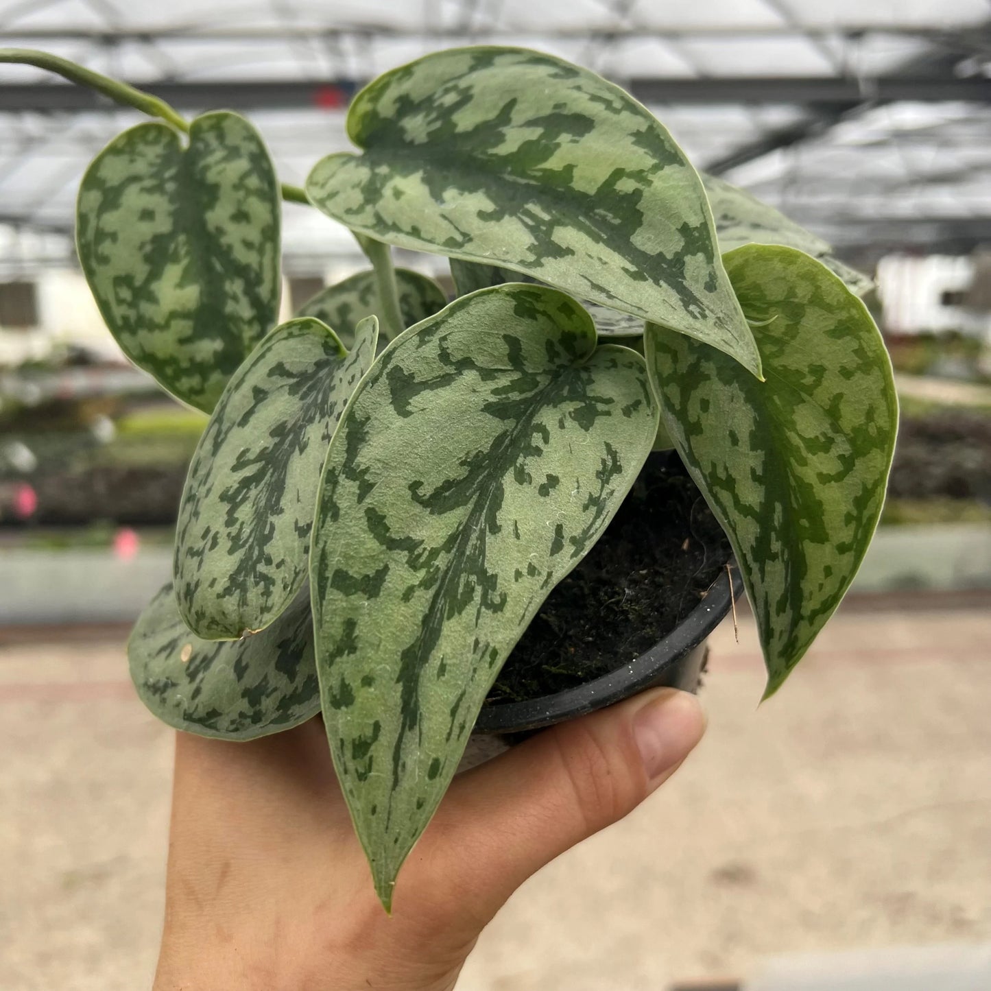 Scindapsus Pictus ‘Silver Lady’ (Silver Lady Pothos)