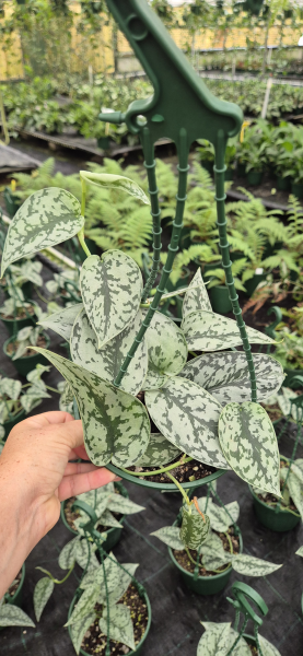 Scindapsus Pictus ‘Silver Lady’ (Silver Lady Pothos)