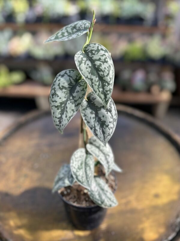 Scindapsus Pictus ‘Silver Lady’ (Silver Lady Pothos)