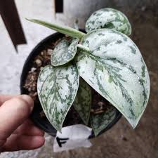 Scindapsus Pictus ‘Silver Lady’ (Silver Lady Pothos)