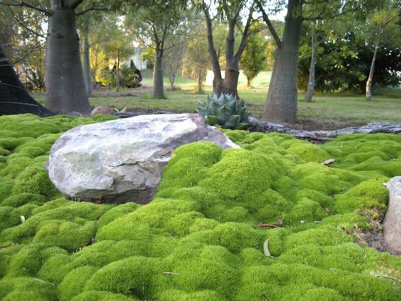 Scleranthus Biflorus (Lime Lava)
