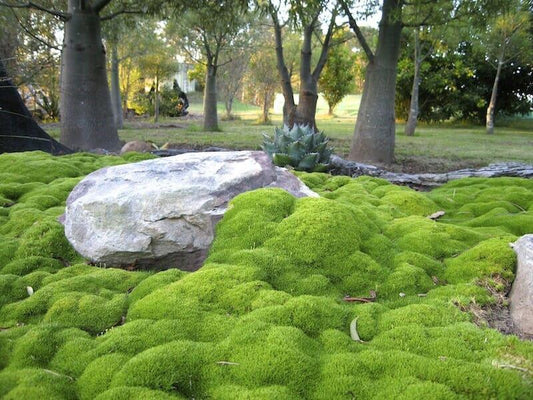Scleranthus Biflorus (Lime Lava)
