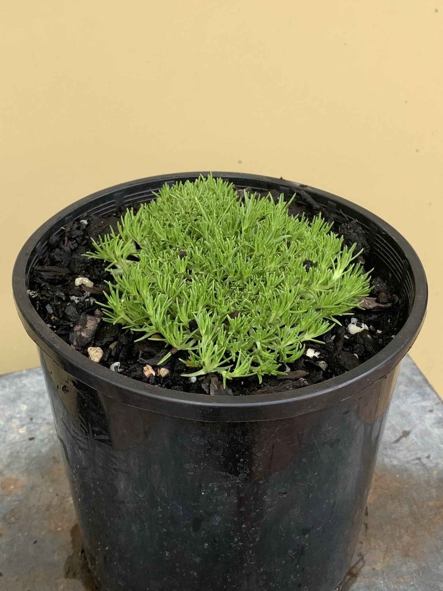 Scleranthus Biflorus (Lime Lava)