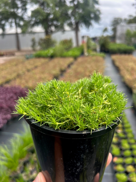 Scleranthus Biflorus (Lime Lava)