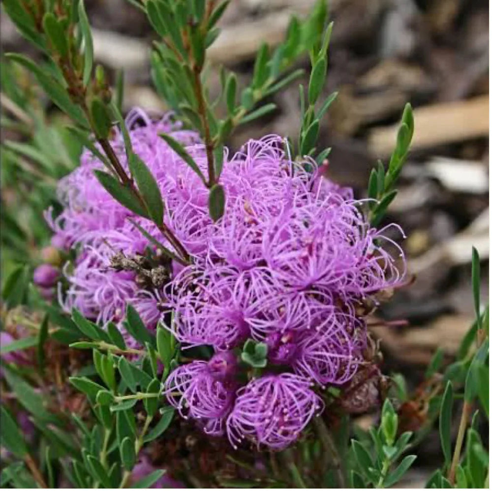 Melaleuca Thymifolia (Thyme Honey Myrtle)