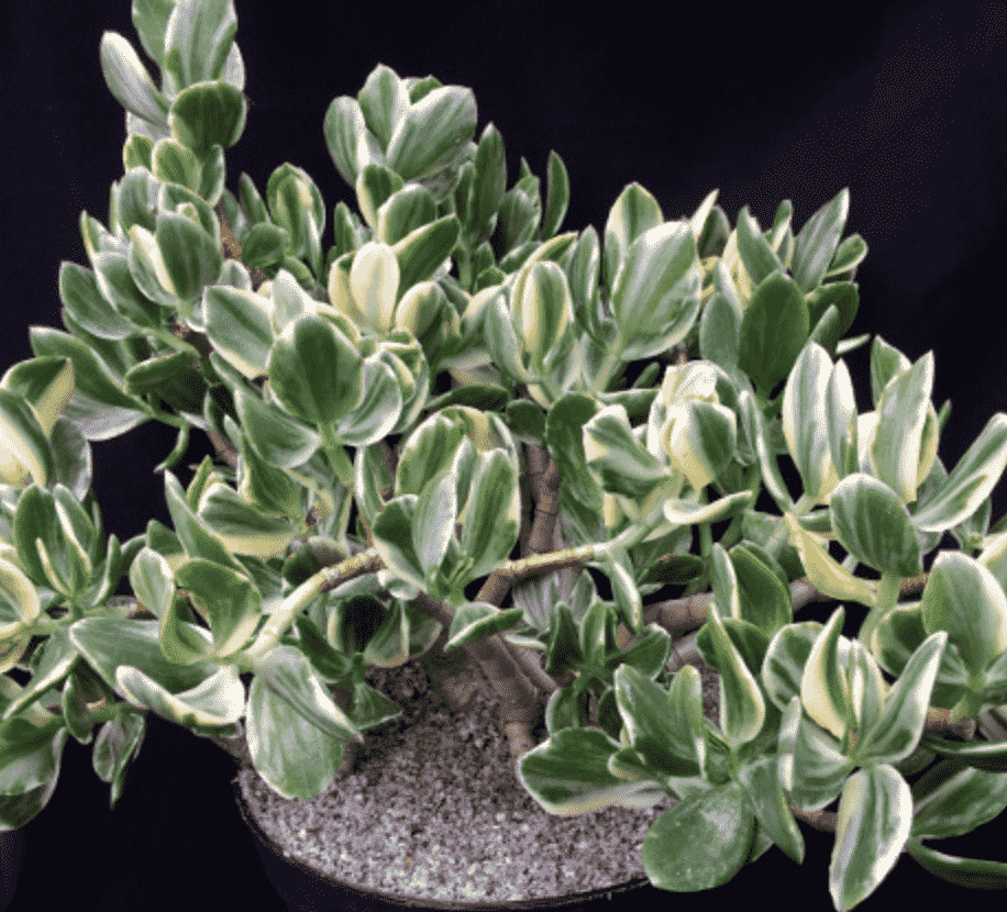 Crassula ovata ‘Variegata’
