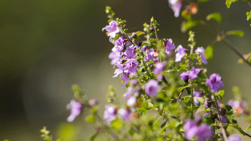 Prostanthera incisa (Native Thyme)