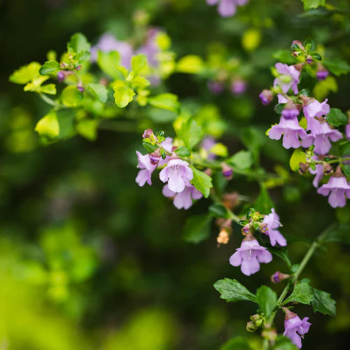 Prostanthera incisa (Native Thyme)