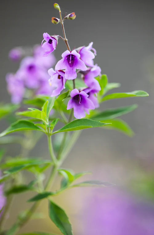 Prostanthera incisa (Native Thyme)