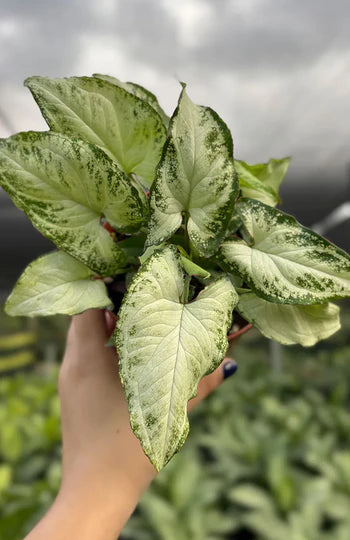 Syngonium Holly (Holly Syngonium)