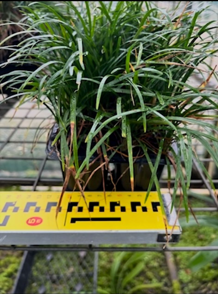 Ophiopogon Japonicus ‘Nana’ (Dwarf Mondo Grass)