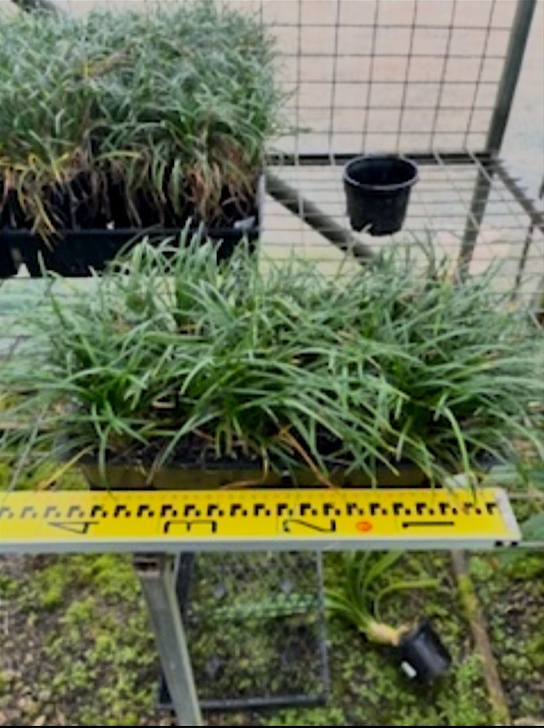 Ophiopogon Japonicus ‘Nana’ (Dwarf Mondo Grass)