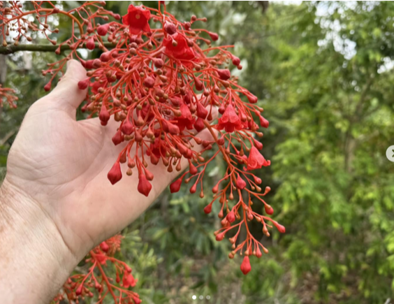Brachychiton Acerifolius (Illawara Flame Tree)