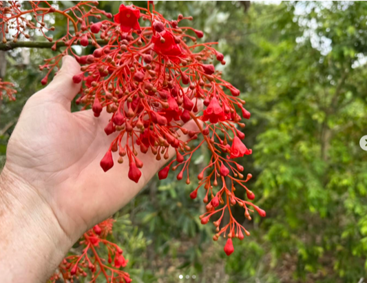 Brachychiton Acerifolius (Illawara Flame Tree)