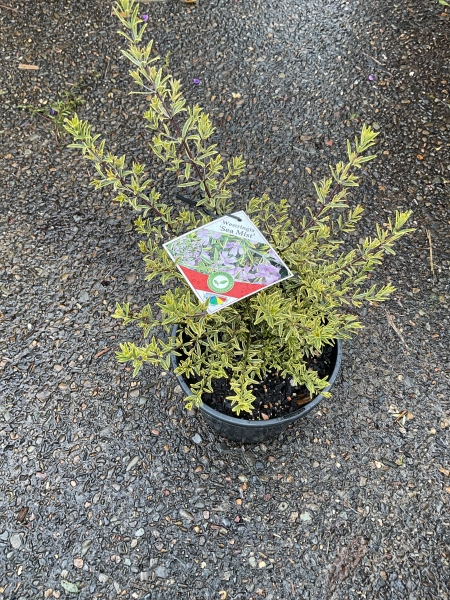 Westringia Brevifolia Var. Raleighii ‘Sea Mist’ (Sea Mist Coastal Rosemary)