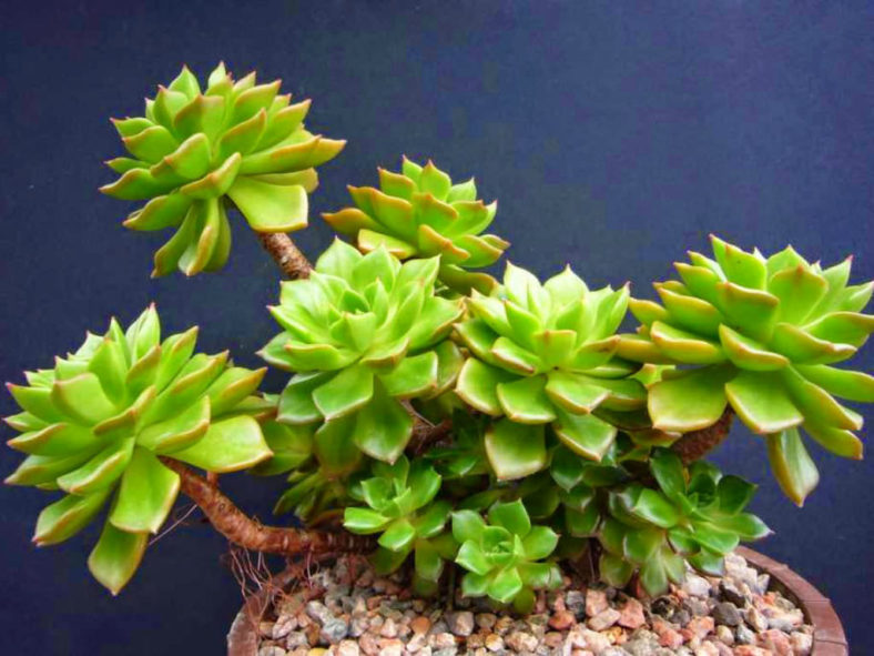 ×Sedeveria ‘Letizia’
