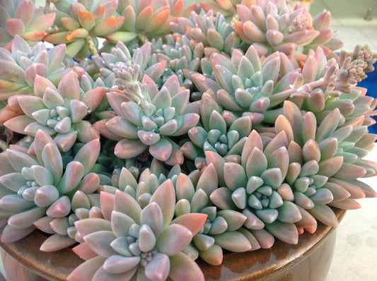 Sedeveria ‘Starburst’ (Starburst Succulent)