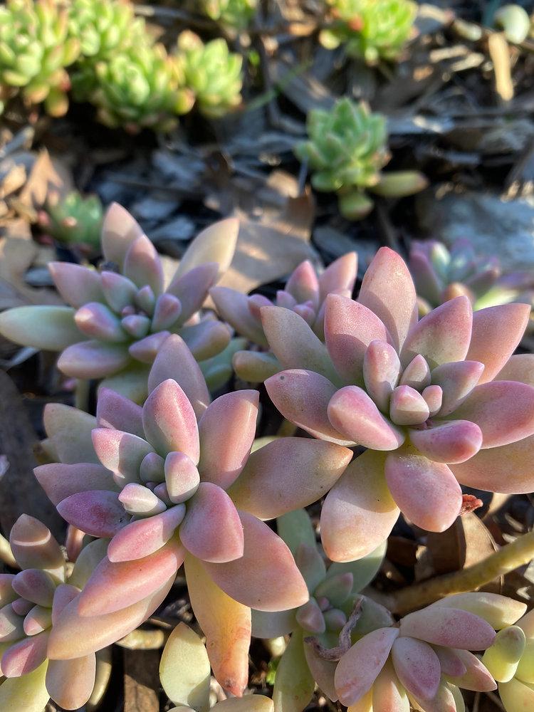 Sedeveria ‘Starburst’ (Starburst Succulent)