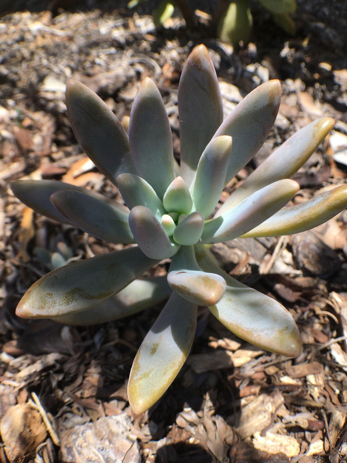 Sedeveria ‘Starburst’ (Starburst Succulent)