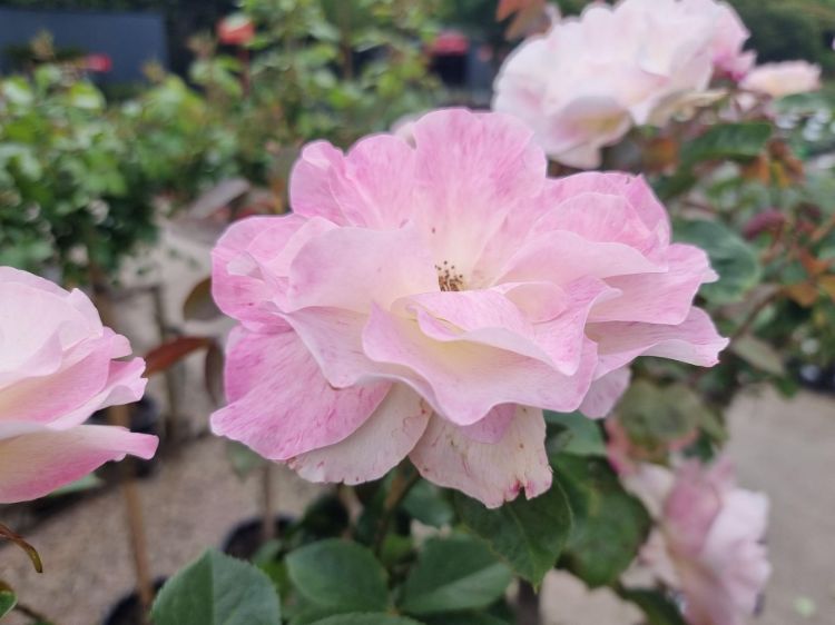 Rosa ‘Seduction’ (Seduction Floribunda Rose)