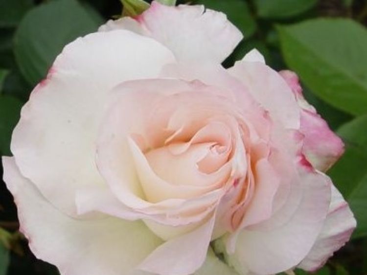 Rosa ‘Seduction’ (Seduction Floribunda Rose)