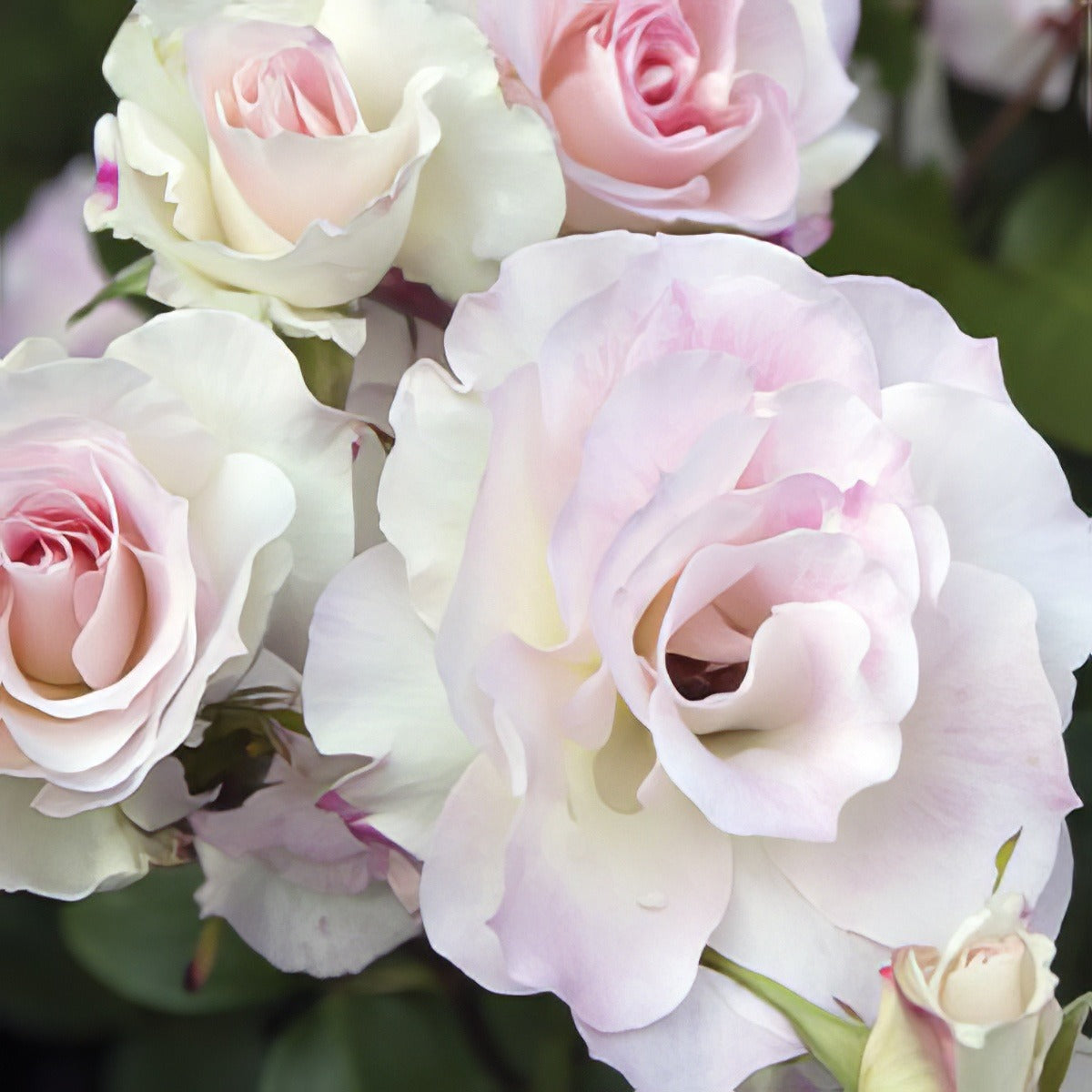Rosa ‘Seduction’ (Seduction Floribunda Rose)