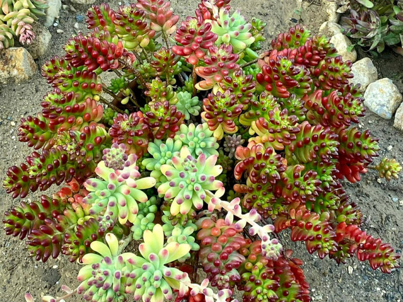 Sedum ‘Jester’
