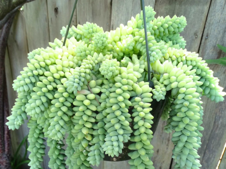 Sedum burrito (Burro's Tail)