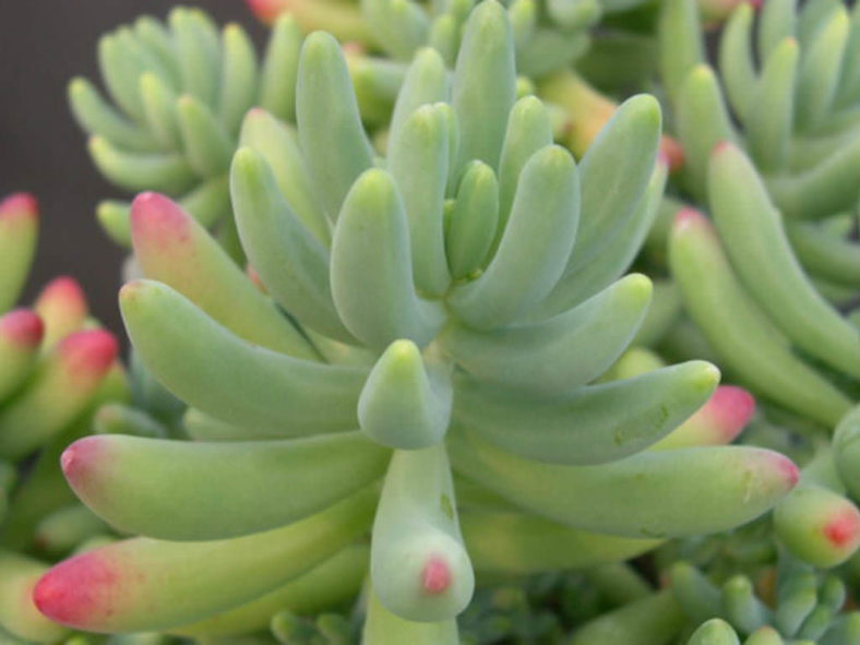 Sedum pachyphyllum ‘Rose Blue Jelly Bean’