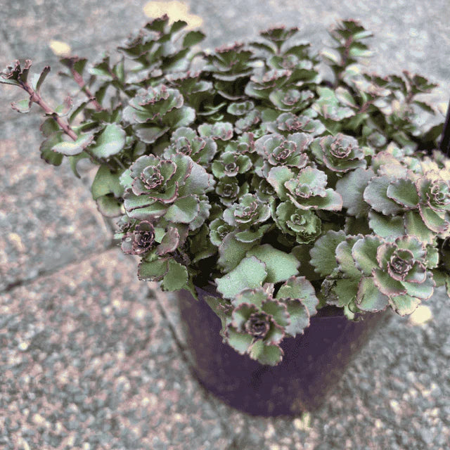 Sedum ‘Chocolate Blob’ (Evergreen Groundcover Succulent)