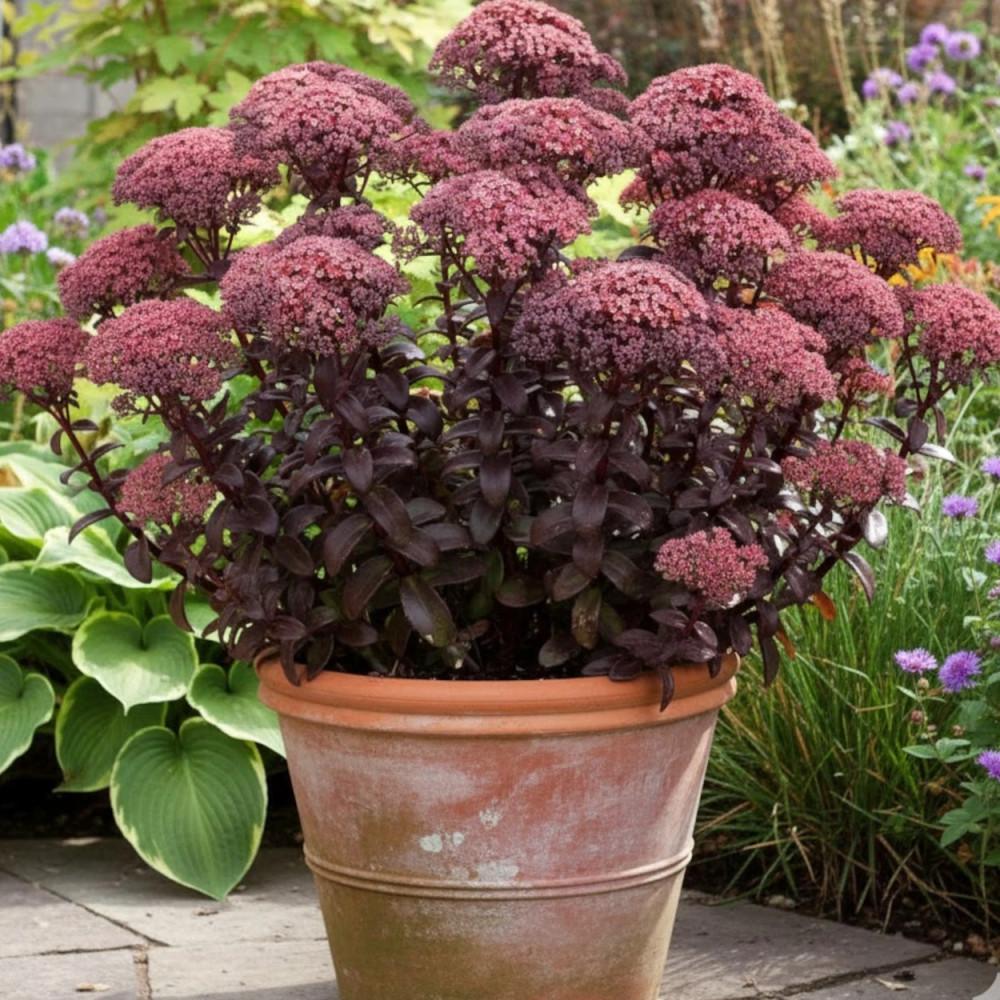 Sedum ‘Dark Magic’ (Dark Magic Stonecrop)