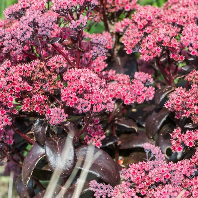 Sedum ‘Dark Magic’ (Dark Magic Stonecrop)