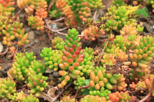 Sedum Rubrotinctum ‘Jelly Bean’ (Jelly Bean Sedum)