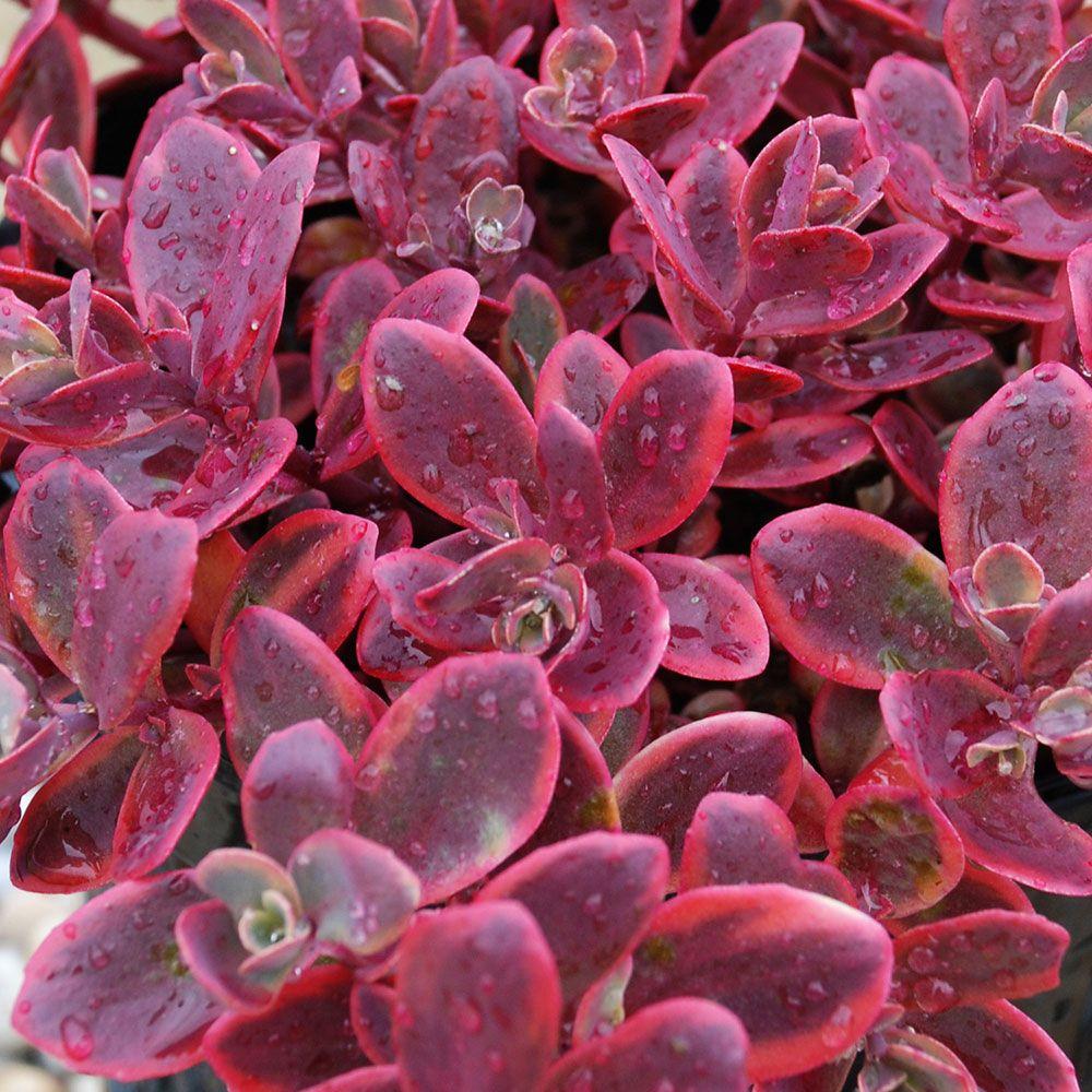 Sedum Ruby Glow (Ruby Glow Stonecrop)
