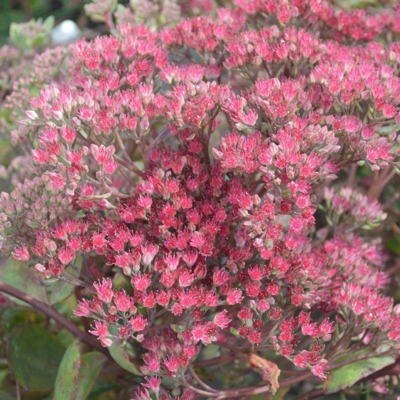 Sedum Ruby Glow (Ruby Glow Stonecrop)