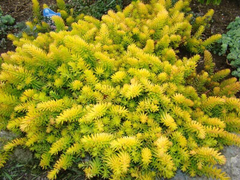 Sedum Rupestre ‘Angelina’ (Angelina Stonecrop)