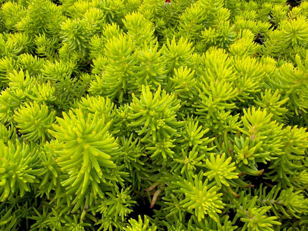 Sedum Rupestre ‘Angelina’ (Angelina Stonecrop)