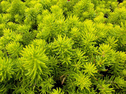 Sedum Rupestre ‘Angelina’ (Angelina Stonecrop)