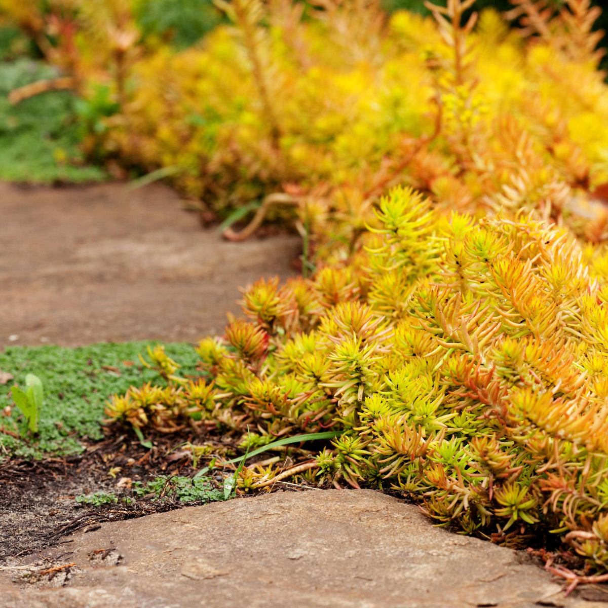 Sedum Rupestre ‘Angelina’ (Angelina Stonecrop)